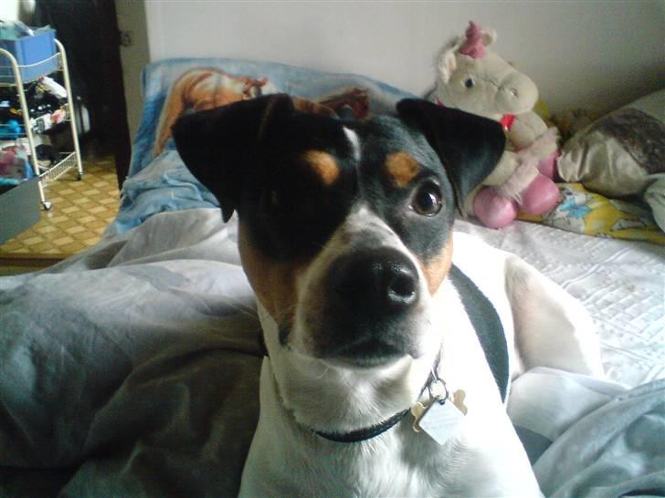 Dansk svensk gaardhund *****futte<3********** - hej hej alle søde drenge og piger billede 2