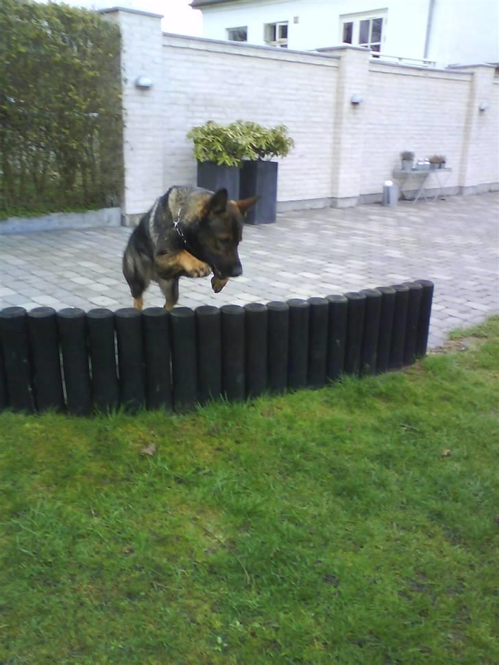 Schæferhund Cato - .. billede 6