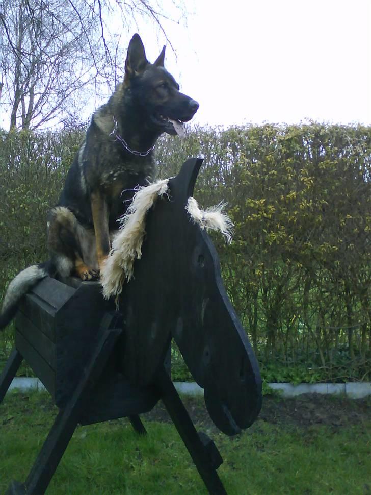 Schæferhund Cato - .. billede 7