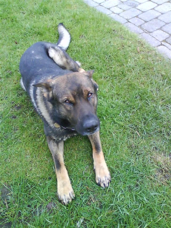 Schæferhund Cato - ER JEG IKK SØØD billede 8