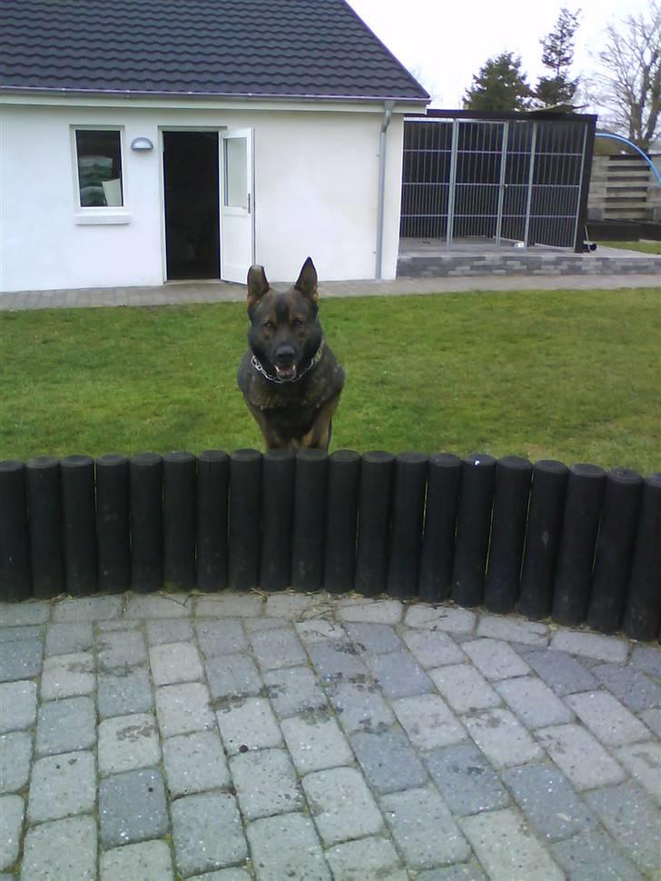 Schæferhund Cato - jeg kommer nuuuuuu:D billede 9