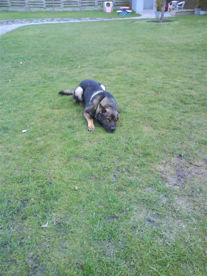 Schæferhund Cato - :D billede 10