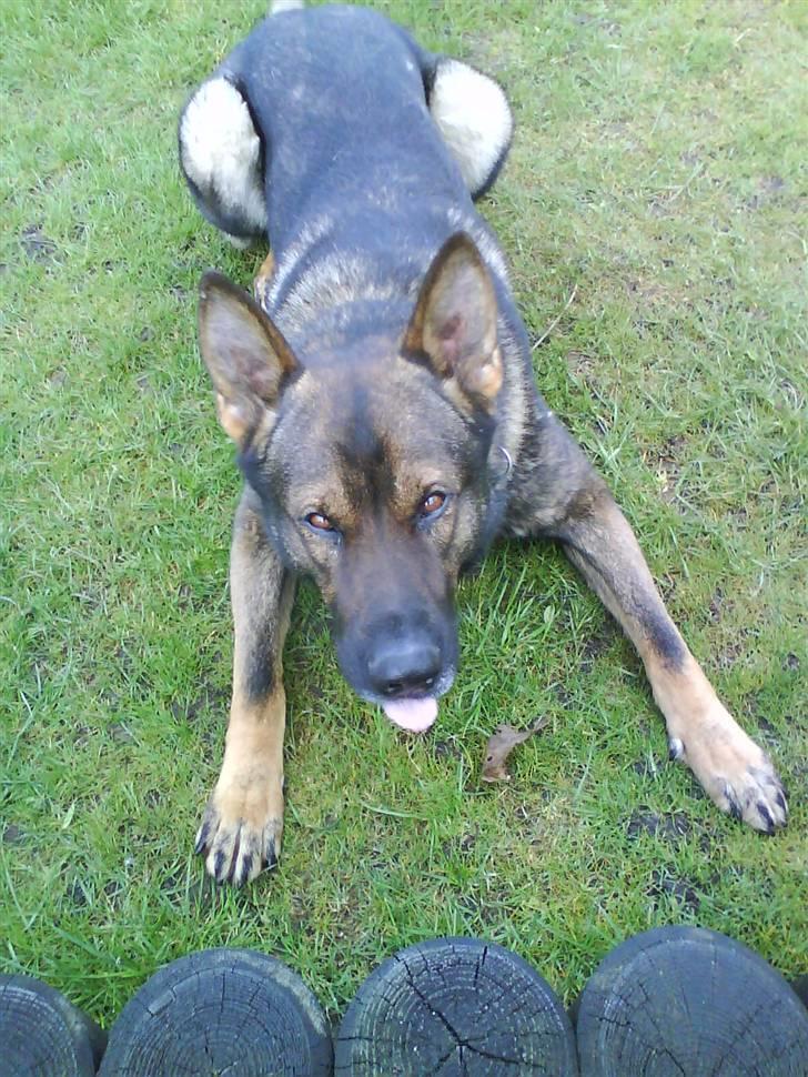 Schæferhund Cato - jeg holder ØJE med dig billede 11