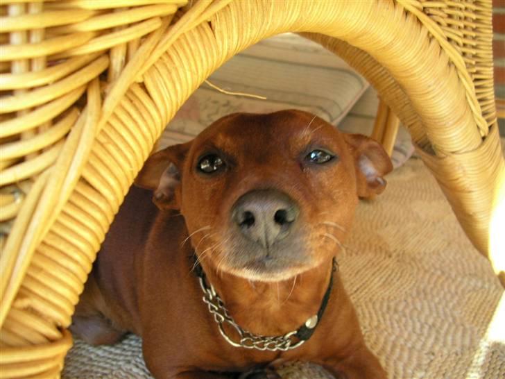 Dvaergpinscher Joker † R.I.P.† - Lidt nysgerrig billede 1