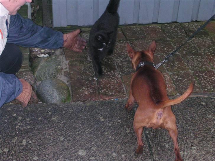 Dvaergpinscher Joker † R.I.P.† - Uhh, en misser :-) billede 2