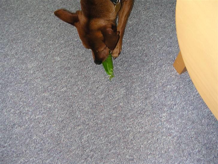 Dvaergpinscher Joker † R.I.P.† - Han elsker ærter? billede 3