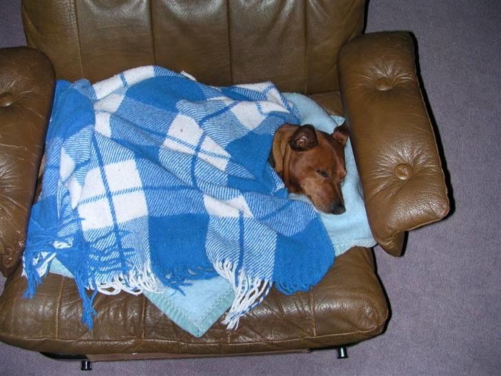 Dvaergpinscher Joker † R.I.P.† - Dejligt med lidt omsorg og putteri billede 4