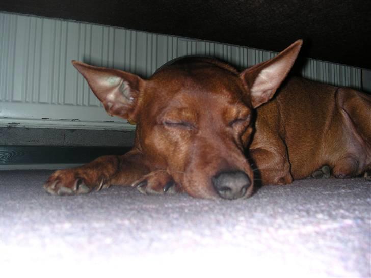 Dvaergpinscher Joker † R.I.P.† billede 5