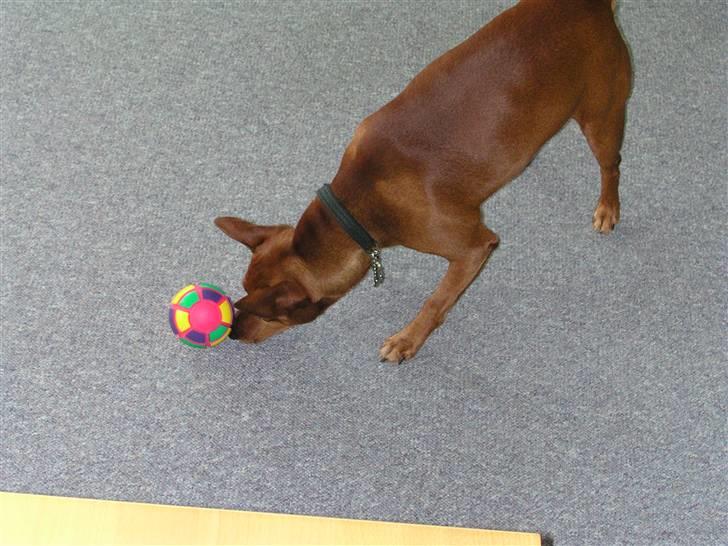 Dvaergpinscher Joker † R.I.P.† - MAD! billede 6