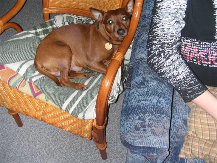 Dvaergpinscher Joker † R.I.P.† billede 7