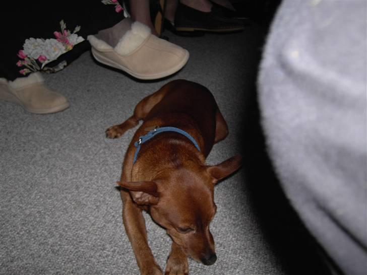 Dvaergpinscher Joker † R.I.P.† billede 8