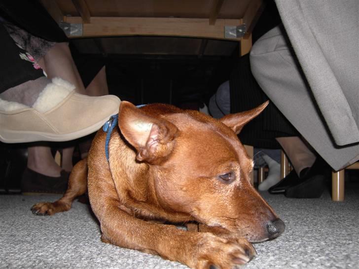 Dvaergpinscher Joker † R.I.P.† billede 9