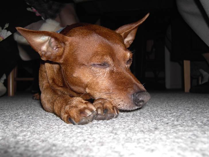 Dvaergpinscher Joker † R.I.P.† billede 10