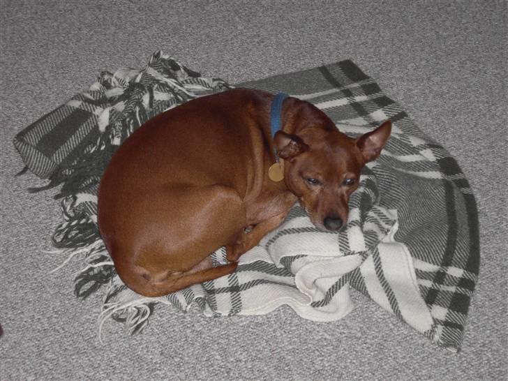 Dvaergpinscher Joker † R.I.P.† billede 11