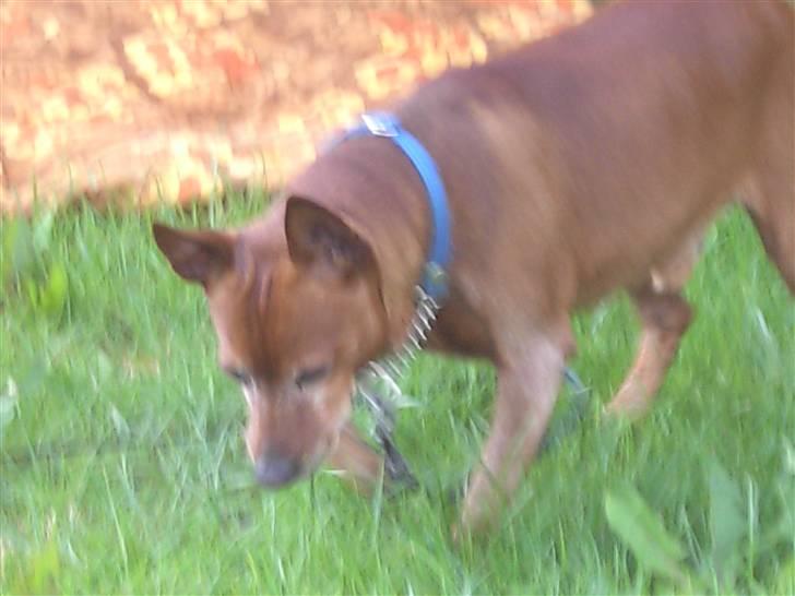 Dvaergpinscher Joker † R.I.P.† billede 12