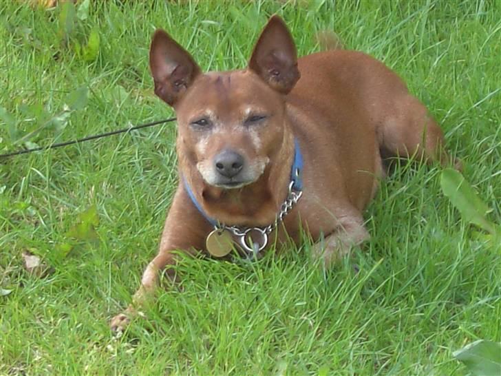 Dvaergpinscher Joker † R.I.P.† billede 13