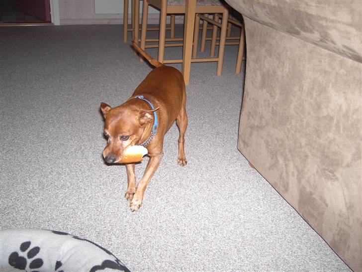 Dvaergpinscher Joker † R.I.P.† - MAD! billede 14