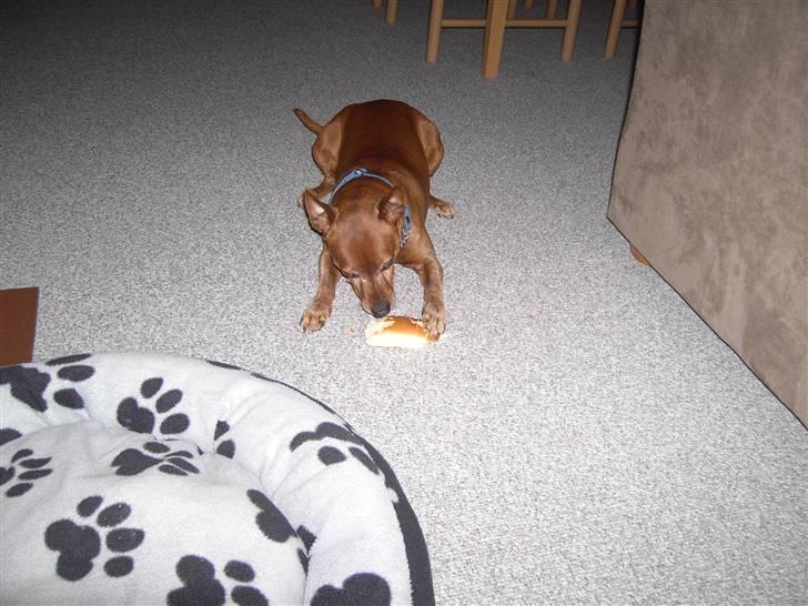 Dvaergpinscher Joker † R.I.P.† - MAD! billede 15