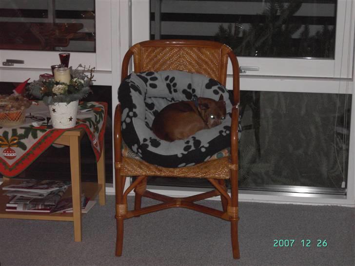 Dvaergpinscher Joker † R.I.P.† - Helt rullet sammen i hans lille "kurv" :-) billede 16