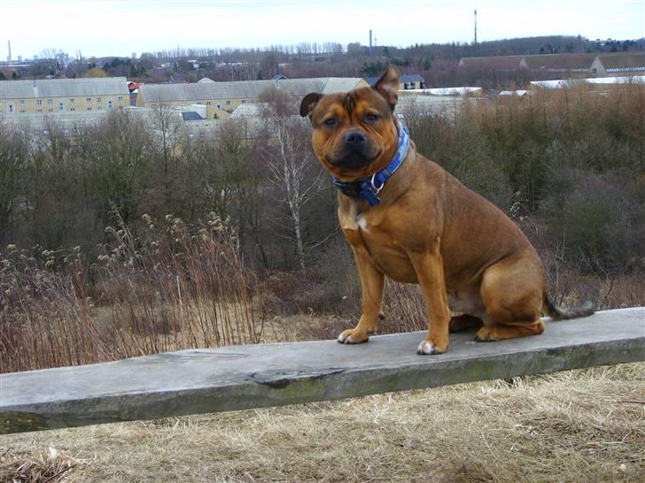 Staffordshire bull terrier Manse billede 1