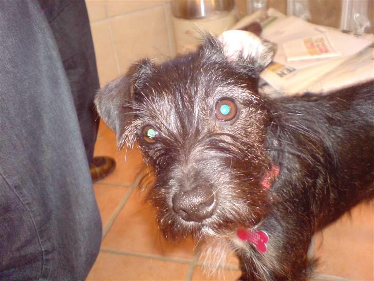 Blanding af racer hysse - hehe hysse når hun er smukkest billede 13