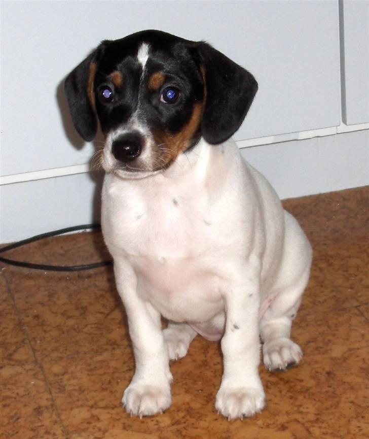 Dansk svensk gaardhund Mille - Mille 8 uger og lige kommet hjem til os billede 2