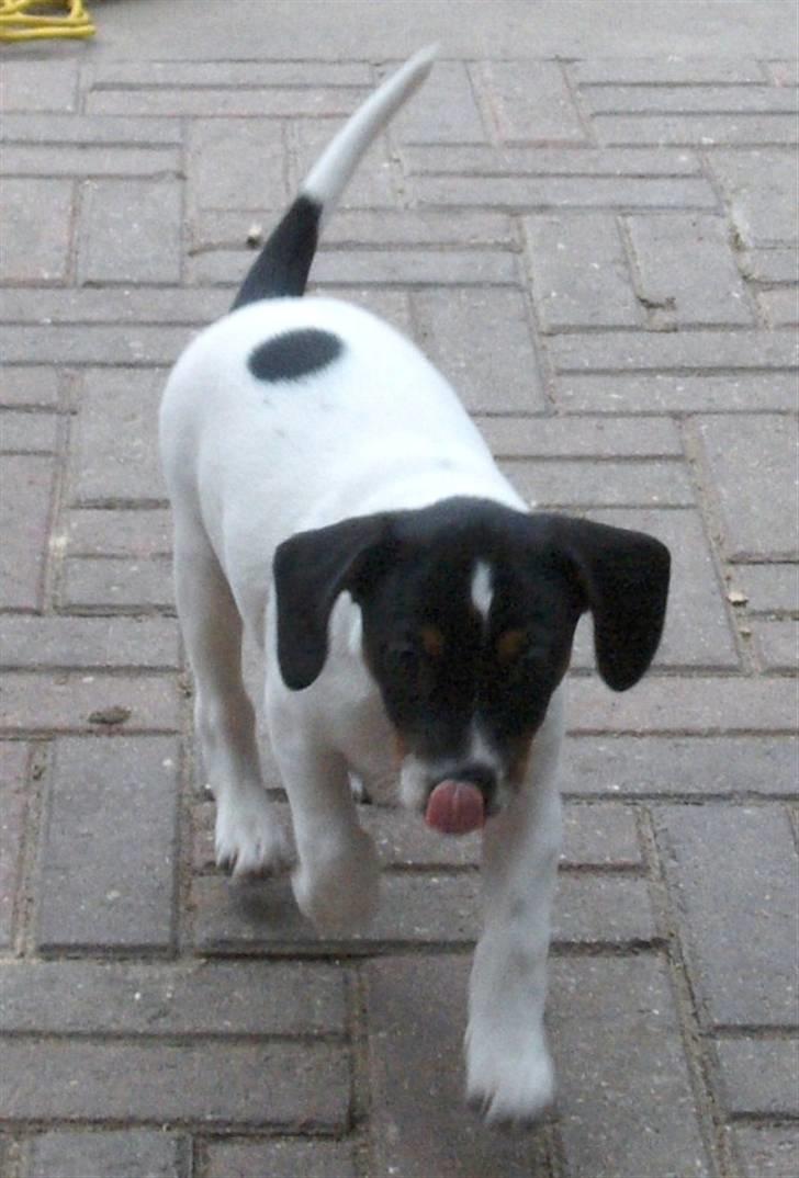 Dansk svensk gaardhund Mille billede 3