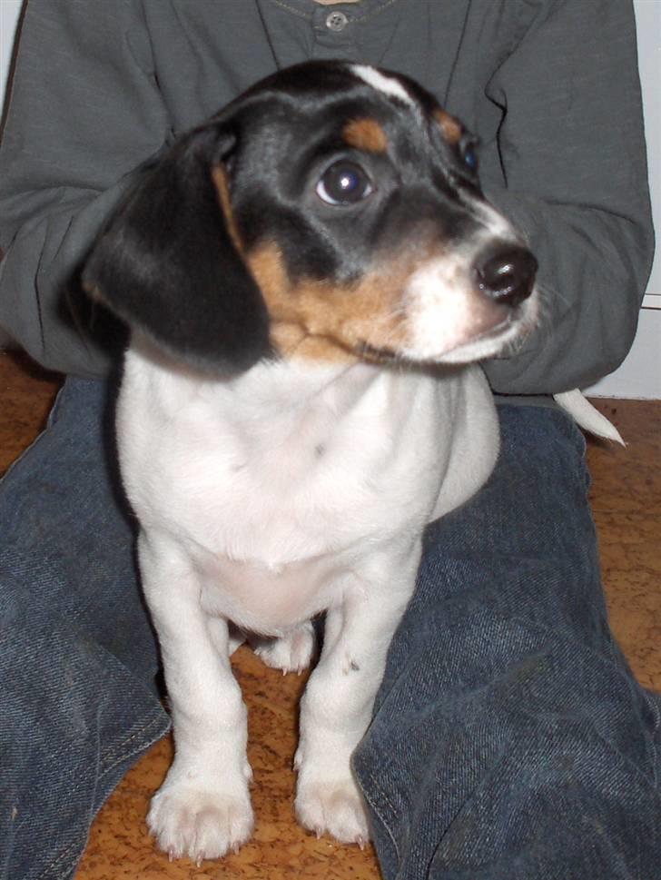 Dansk svensk gaardhund Mille billede 4