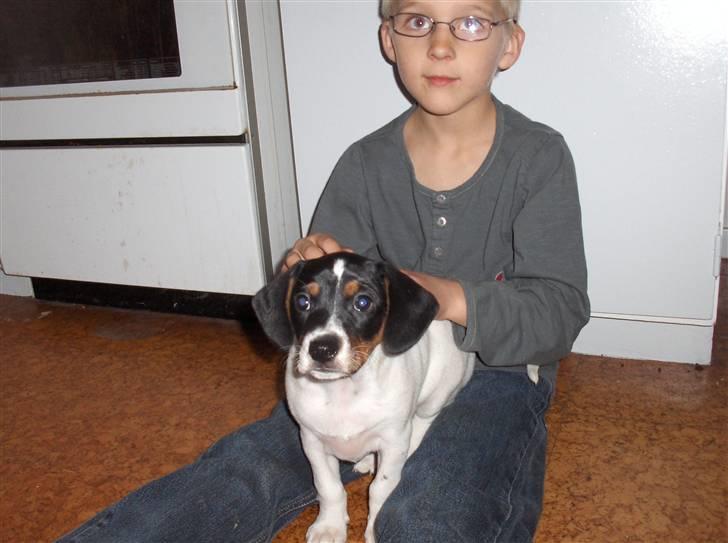 Dansk svensk gaardhund Mille - to der er glade for hinanden billede 5