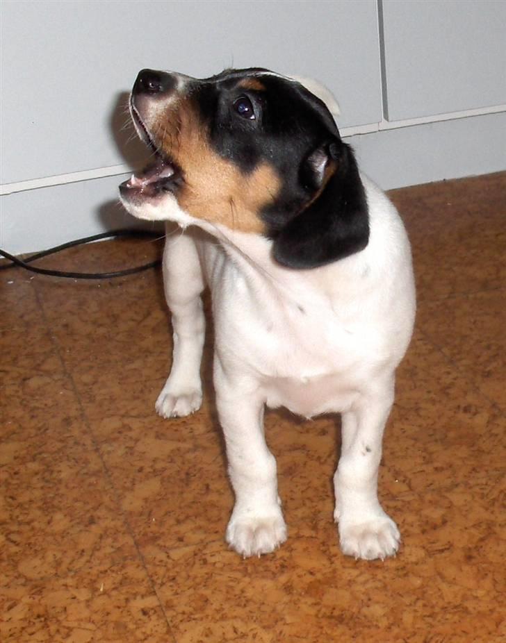 Dansk svensk gaardhund Mille - savner altså min moar.....det er slet ikke nemt at flytte hjemmefra billede 6