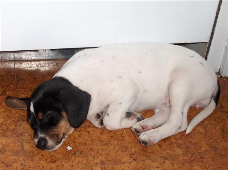 Dansk svensk gaardhund Mille billede 7