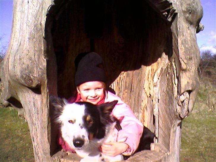 Border collie Taps - Se lige os, vi er kravlet ind i et træ billede 7