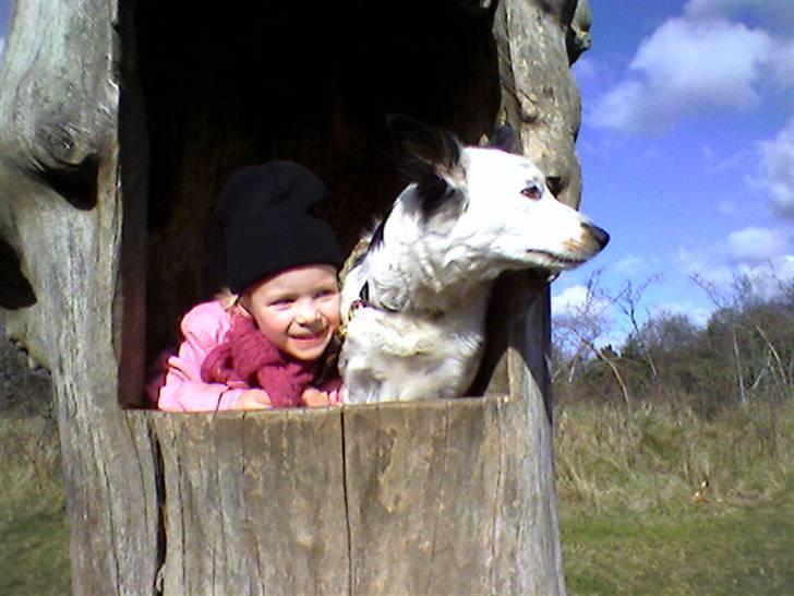 Border collie Taps - Hov hvad sker der derhenne???? billede 8