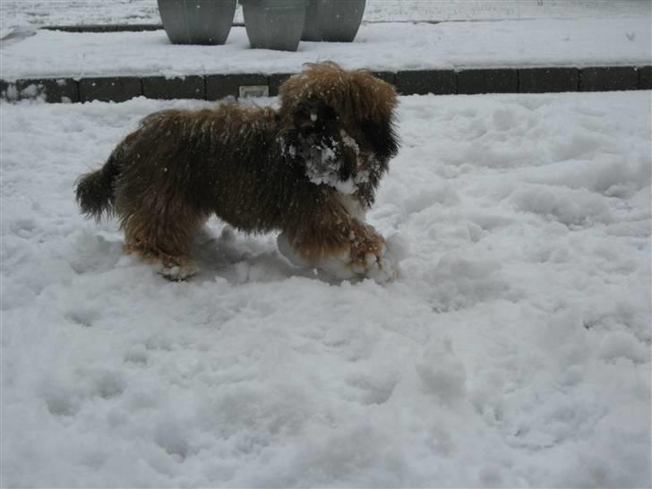 Lhasa apso Coco - Min første sne, føler virkelig mine ben er tunge billede 12
