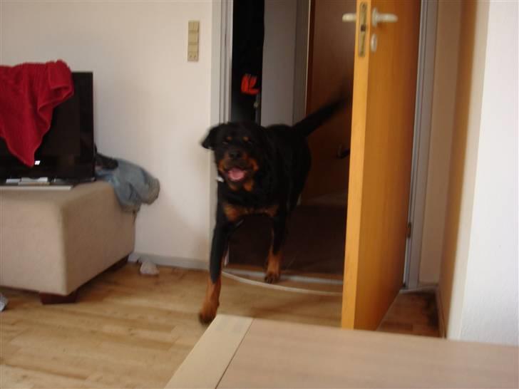 Rottweiler Jacko  *solgt* - nyt billede 4