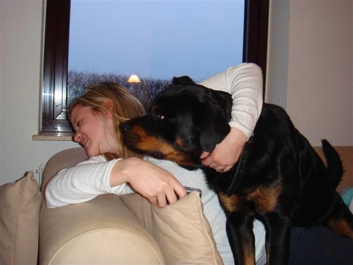 Rottweiler Jacko  *solgt* - nu spiser jeg dig charlotte billede 5