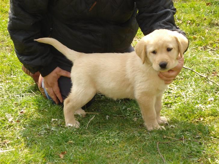 Labrador retriever Molly R.I.P. - Molly den 11. april billede 9