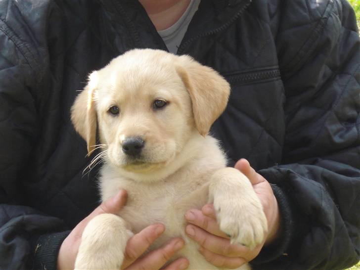 Labrador retriever Molly R.I.P. - Molly den 11. april billede 10