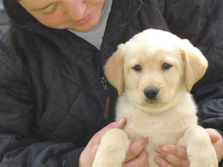 Labrador retriever Molly R.I.P. - Molly den 11. april .... Hun ser så uskyldig ud.... Meeen hun er en "bandit" på den gode måde ;o) billede 11