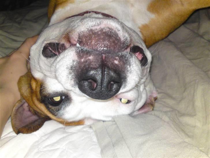 Blanding af racer Bine billede 12