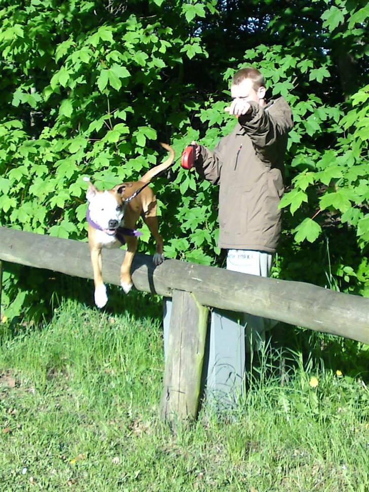 Blanding af racer Bine billede 13