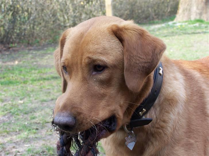 Labrador retriever Rollo - Rollo hjemme i haven . . . . 11 april 2008 billede 7