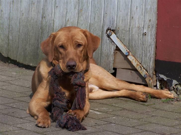 Labrador retriever Rollo - Leg nu med mig Basse. 11. april 2008 billede 8