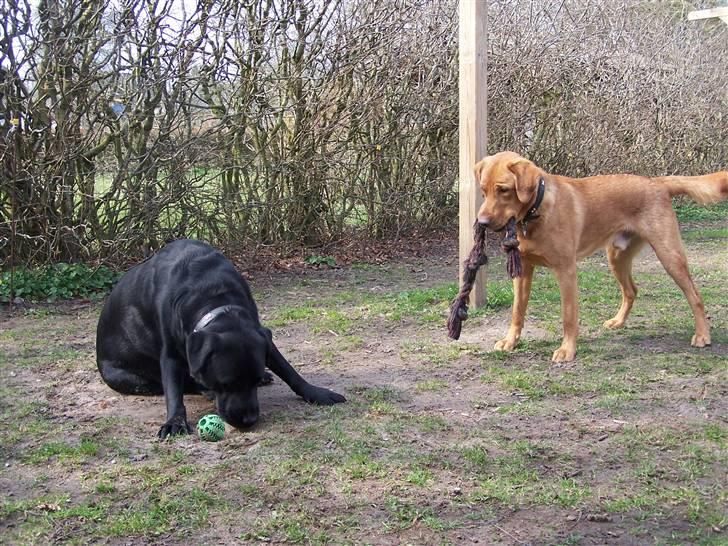 Labrador retriever Rollo - gider du ikke lege Basse????.... 11. april 2008 billede 10