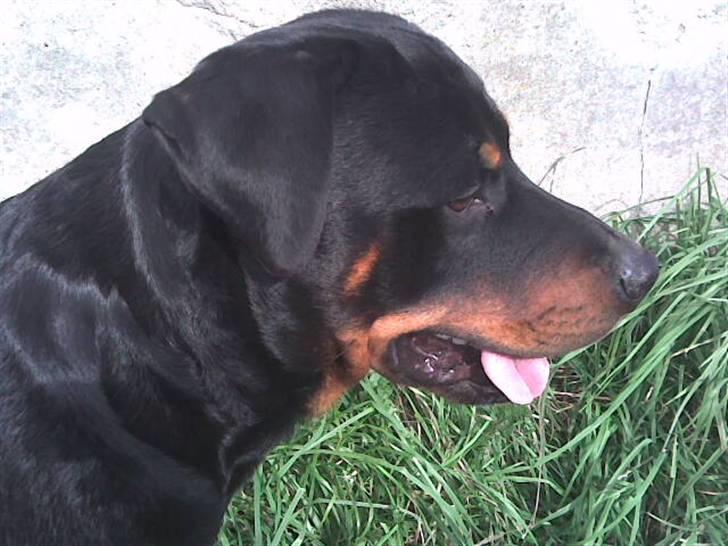 Rottweiler basse - basse 13 mdr billede 1