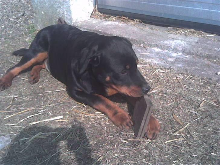 Rottweiler basse - min pind billede 2