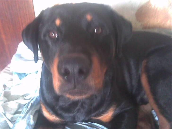 Rottweiler basse - altså moar billede 3