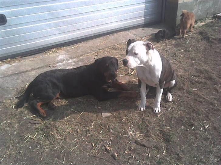 Rottweiler basse - hygge i solen billede 4