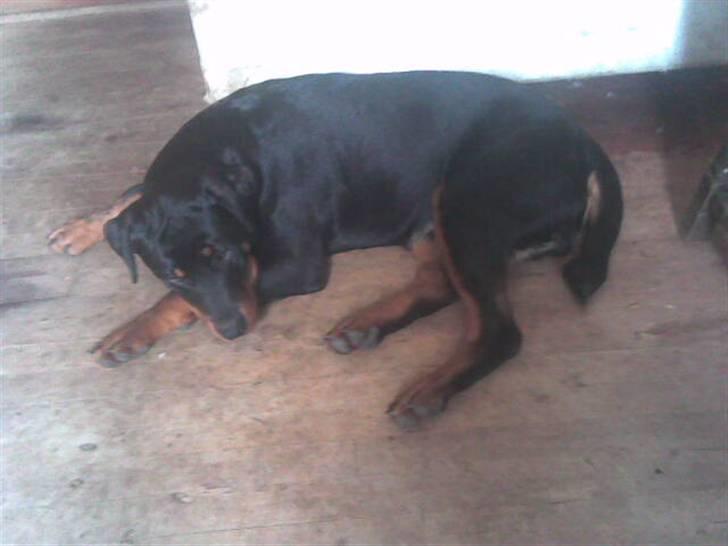 Rottweiler basse - træt billede 5