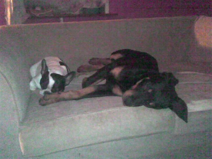 Rottweiler basse - 4 mdr billede 6